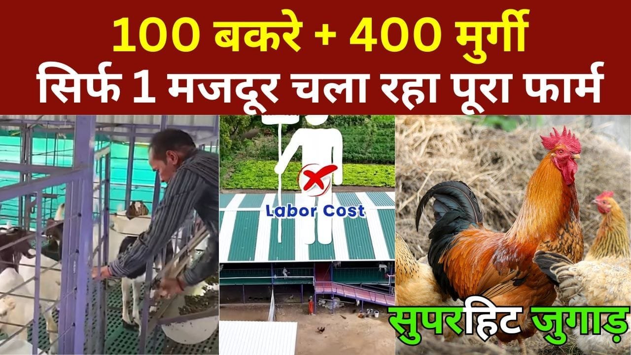 बकरी और मुर्गी पालन का ऐसा सुपरहिट जुगाड़ कभी नहीं देखा होगा