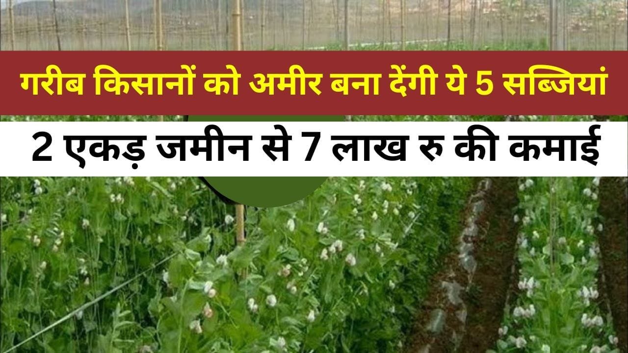 गरीब किसानों को अमीर बना देंगी ये 5 सब्जियां