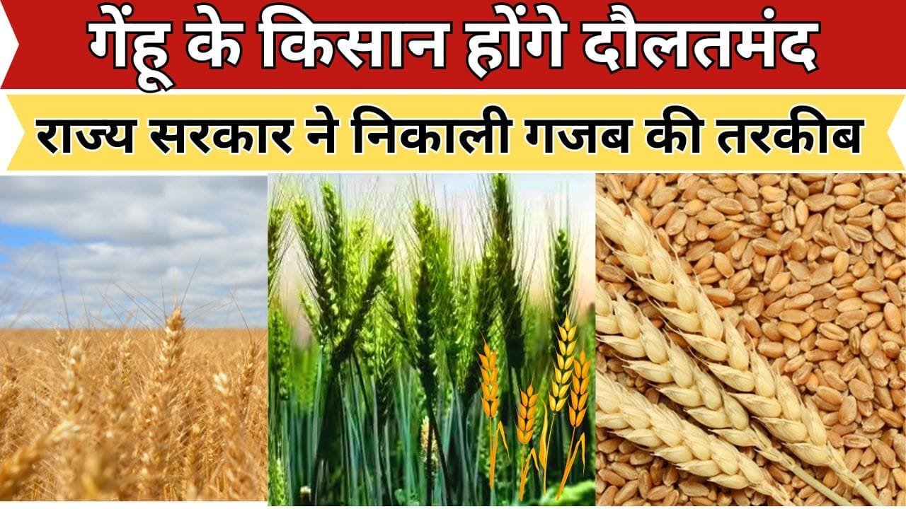 प्रमाणित गेहूं के बीजो की खेती