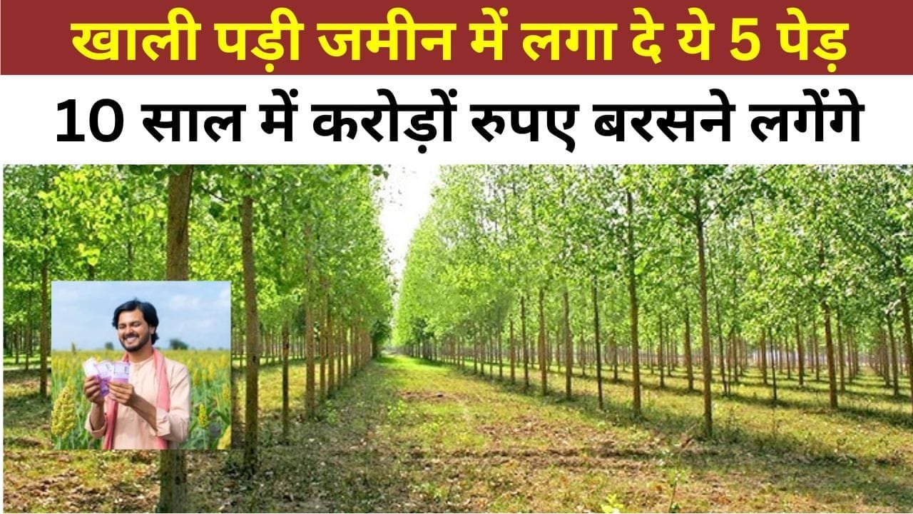खाली पड़ी जमीन में लगा दे ये 5 पेड़