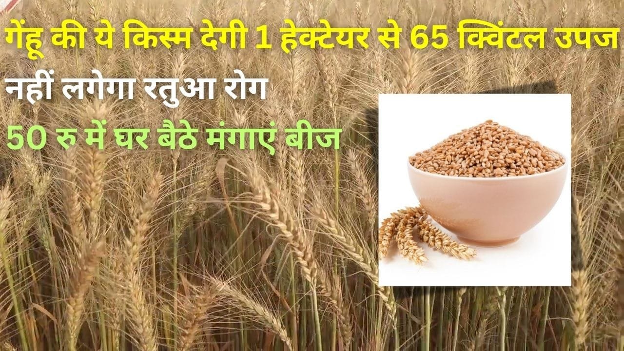 गेंहू की ये किस्म लगाएं एक हेक्टेयर से 65 क्विंटल उपज पाएं