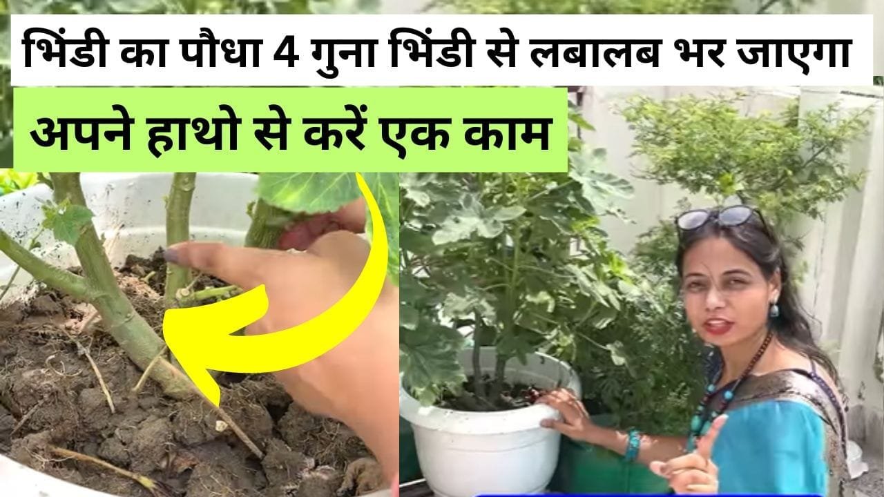 भिंडी का पौधा 4 गुना भिंडी से लबालब भर जाएगा