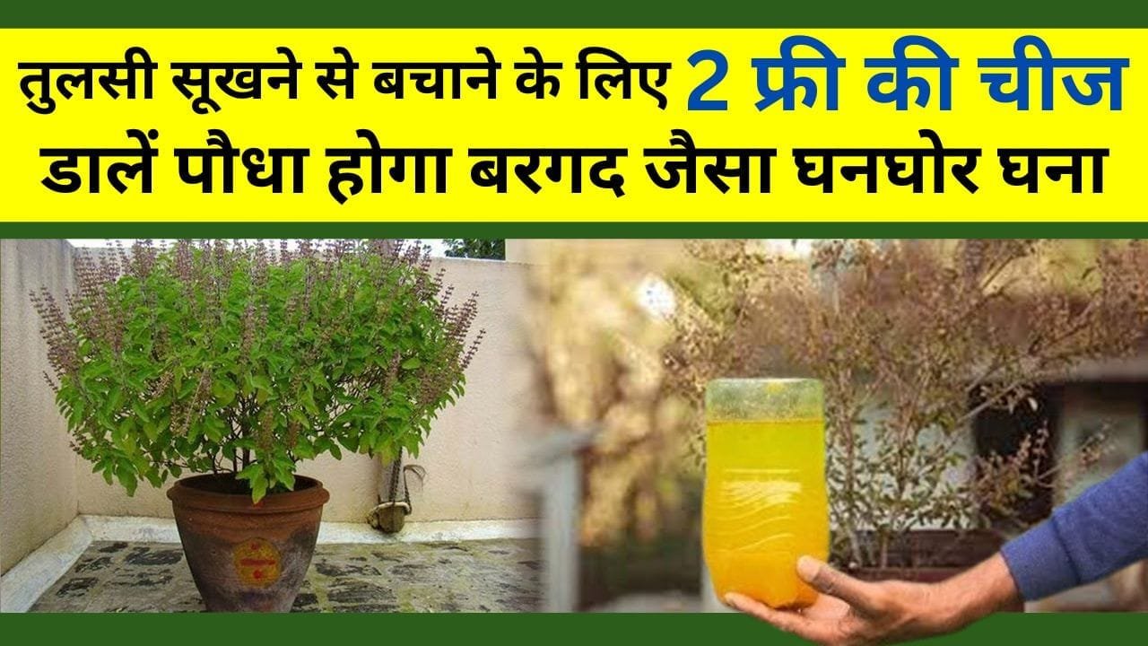 तुलसी का पौधा सूखने से बचाने के लिए 2 फ्री की चीज डालें