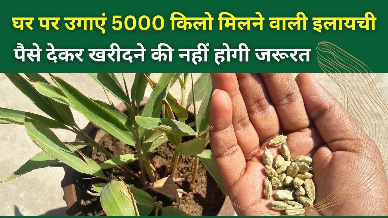 घर पर उगाएं 5000 किलो मिलने वाली इलायची