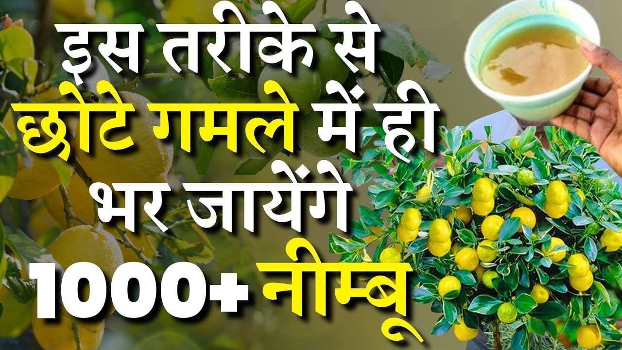 Fertilizer for Lemon