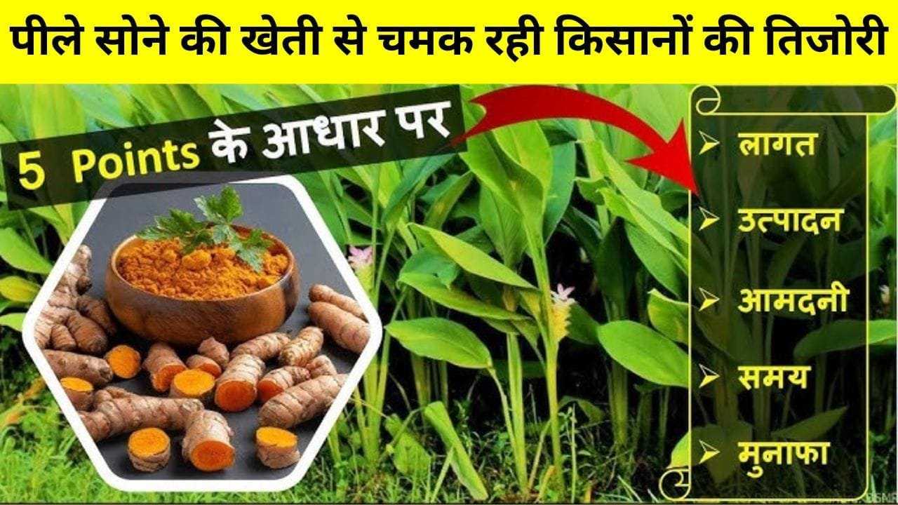 Turmeric Farming