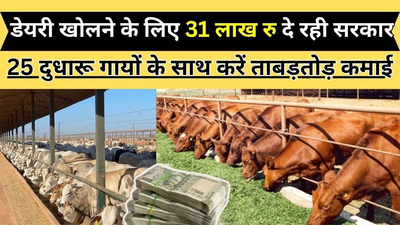 Dairy farming subsidy