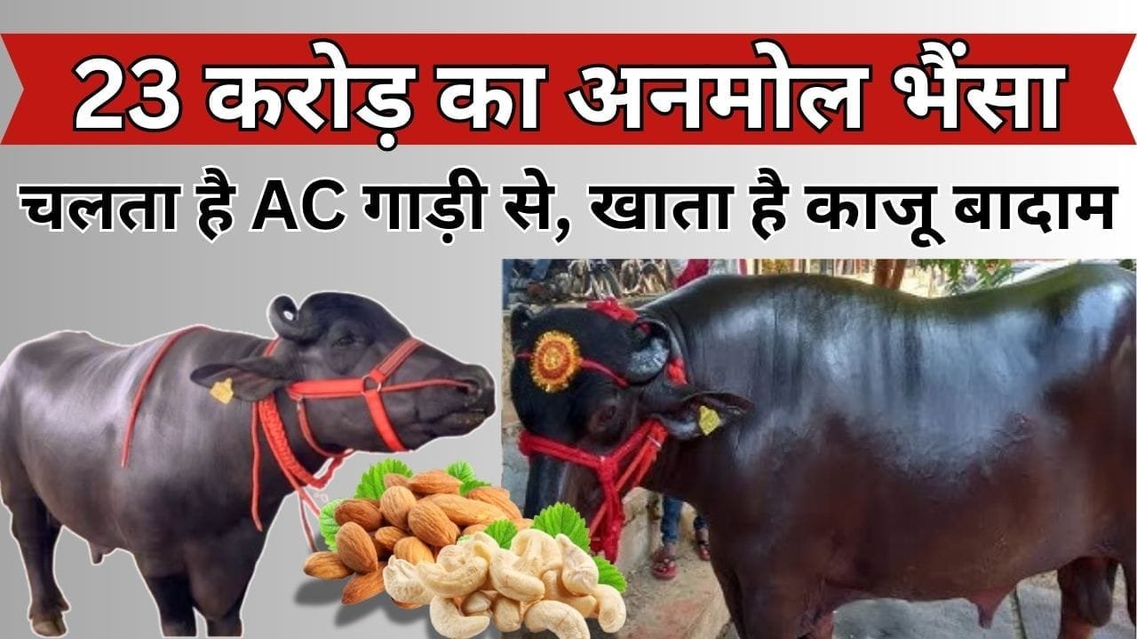 23 करोड़ का अनमोल भैंसा