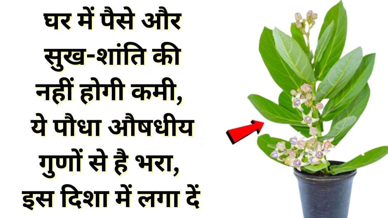 ये पौधा औषधीय गुणों से है भरा