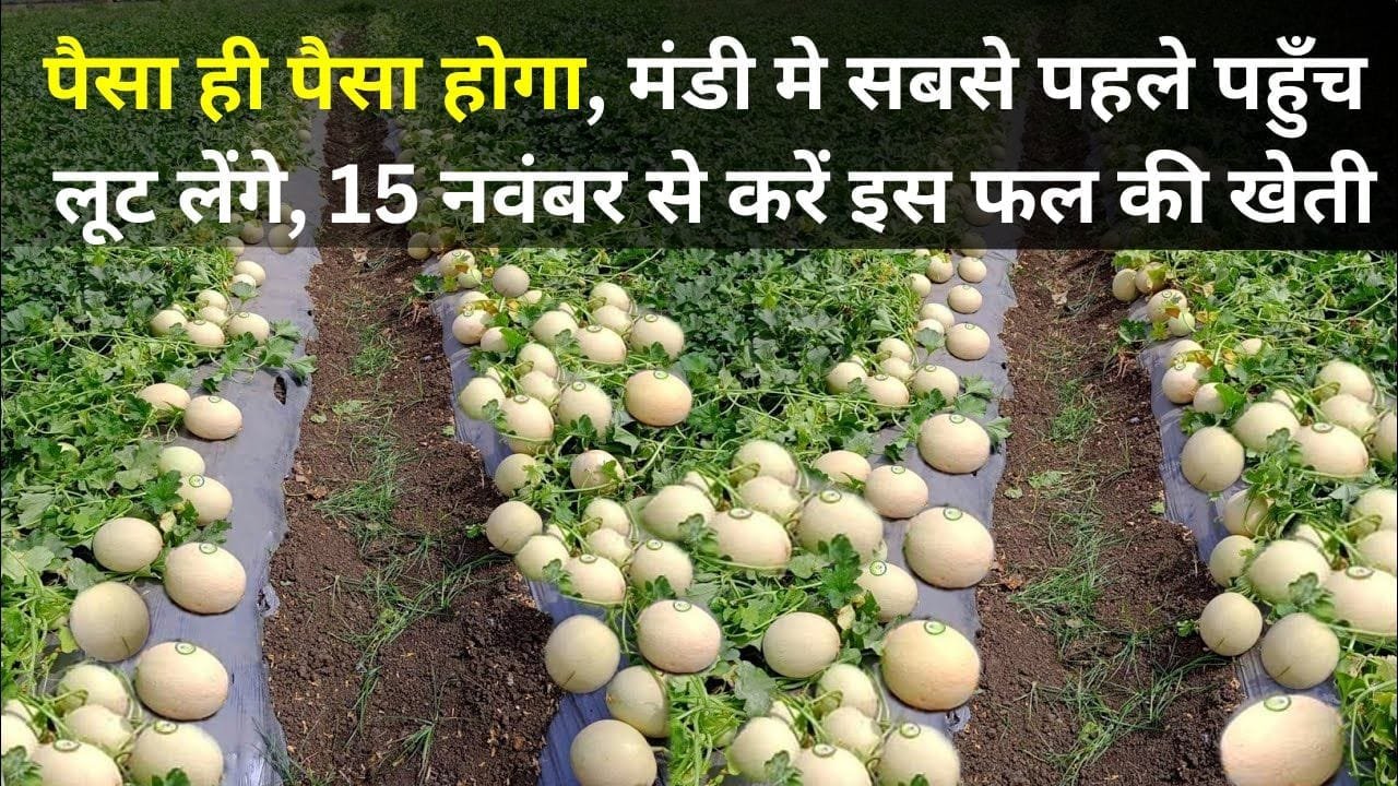 15 नवंबर से करें इस फल की खेती
