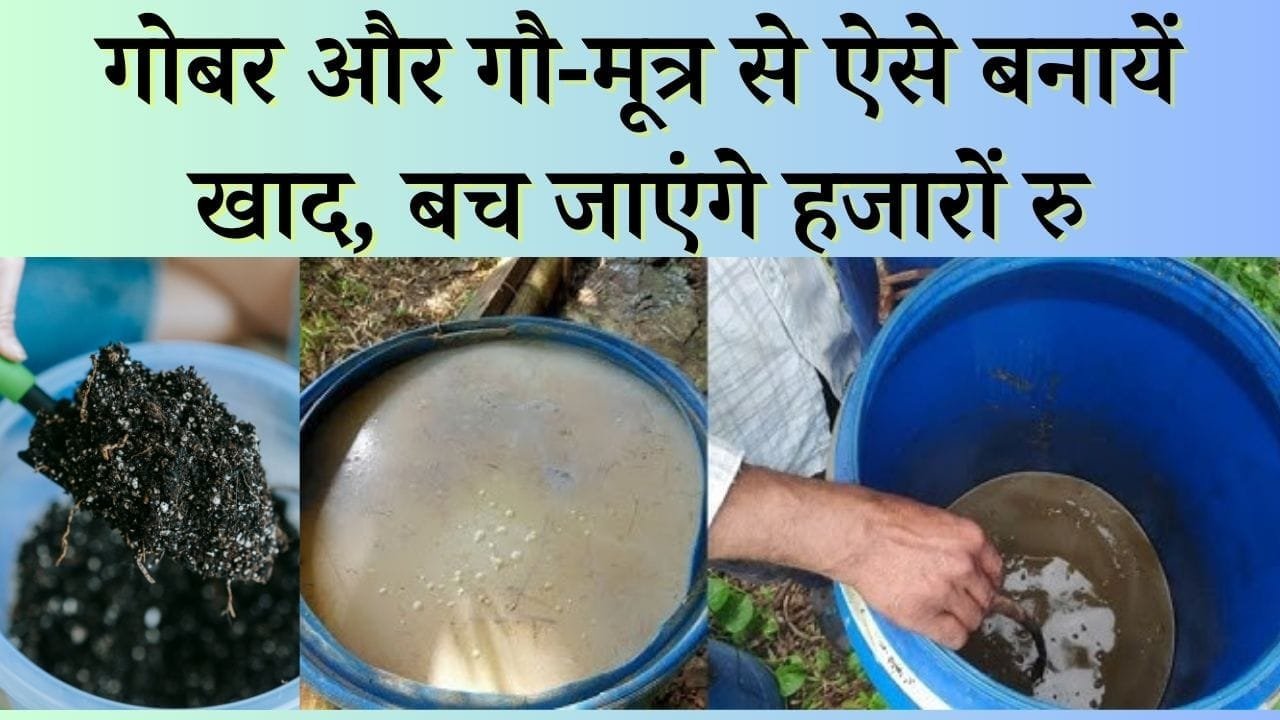 गोबर और गौ-मूत्र से ऐसे बनायें खाद