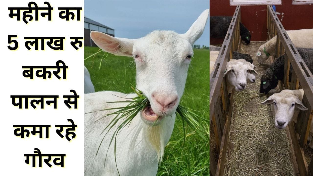 महीने का 5 लाख रु बकरी पालन से कमा रहे गौरव
