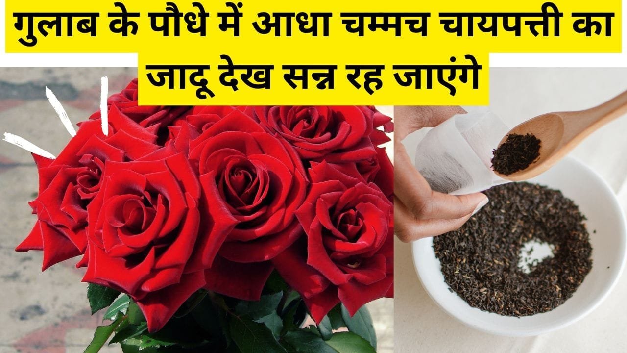 गुलाब के पौधे में आधा चम्मच चायपत्ती का जादू