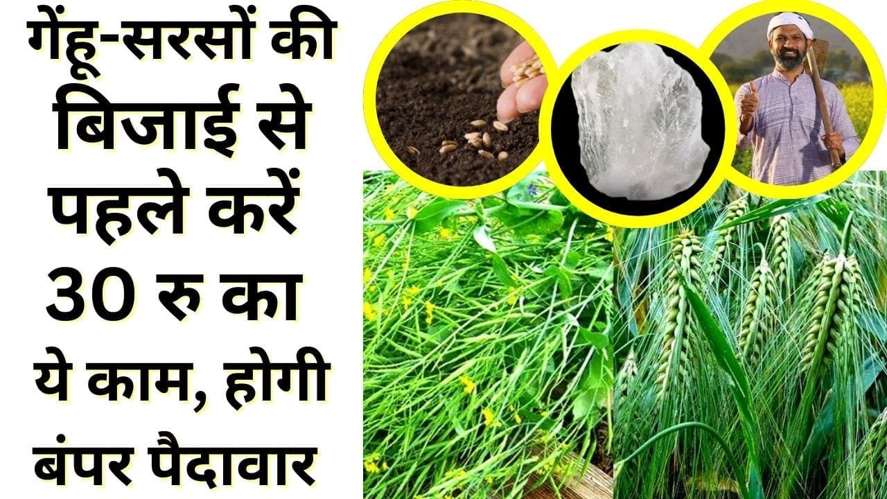 गेंहू-सरसों की बिजाई से पहले करें 30 रु का ये काम