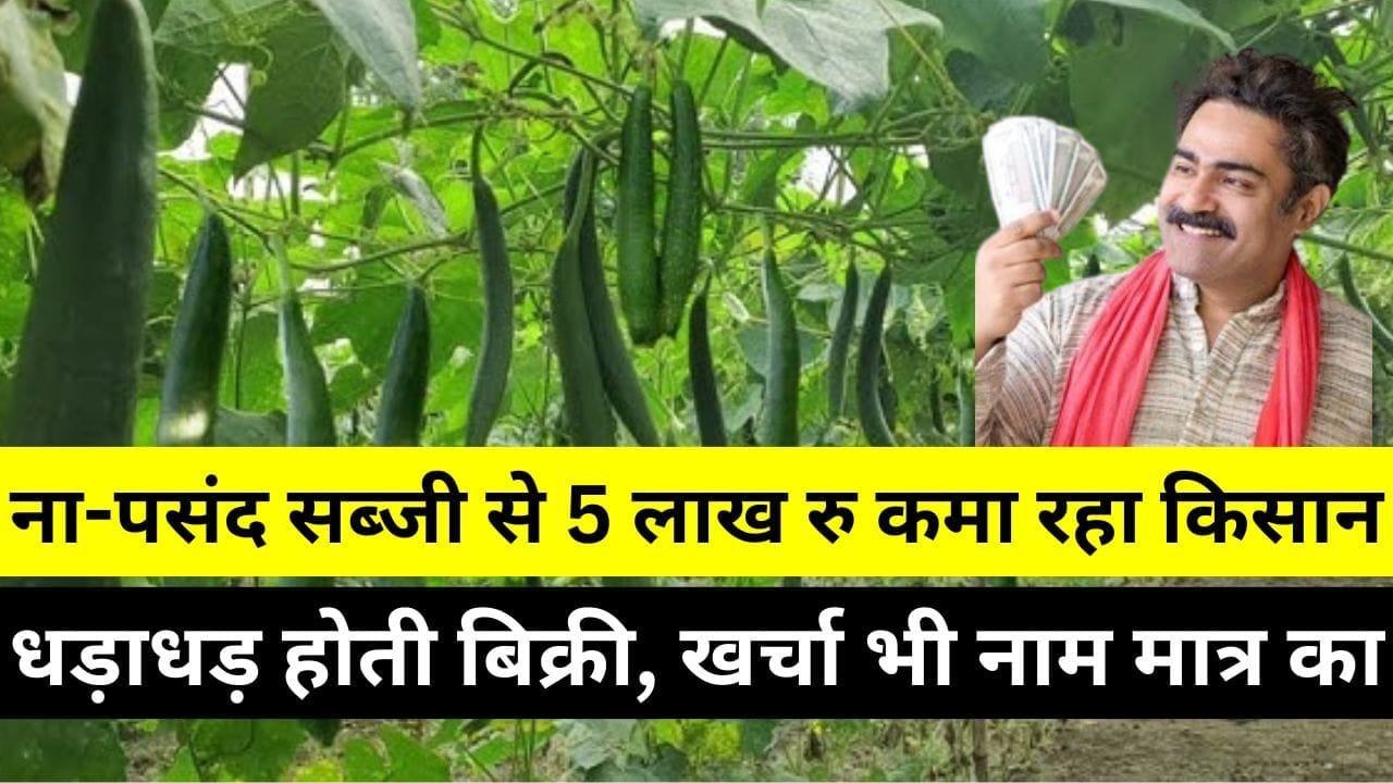 सब्जी से 5 लाख रु कमा रहा किसान