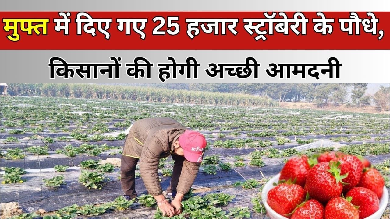 मुफ्त में दिए गए 25 हजार स्ट्रॉबेरी के पौधे