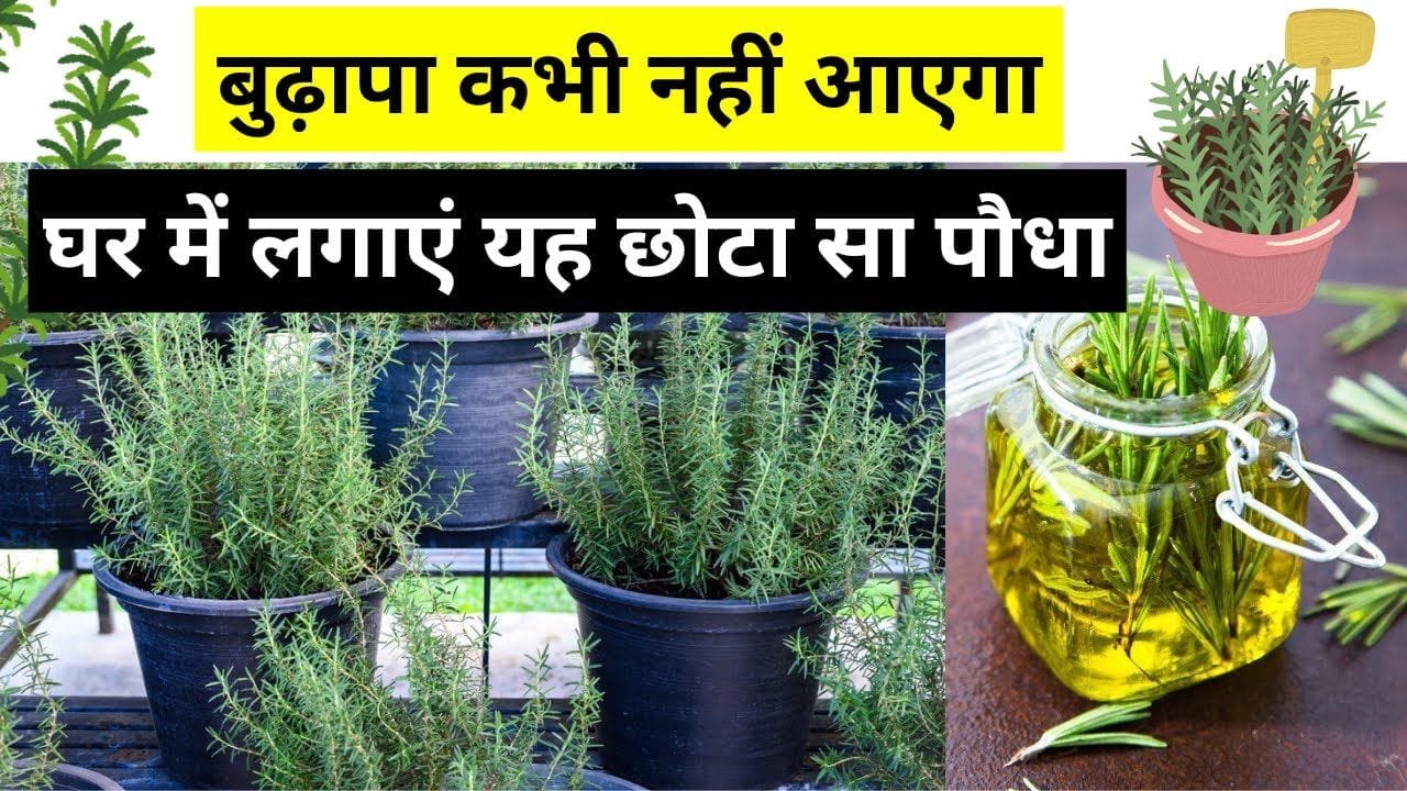 बुढ़ापा कभी नहीं आएगा घर में लगाएं यह छोटा सा पौधा