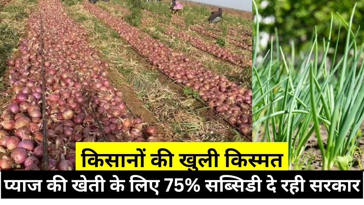 प्याज की उन्नत किस्म की खेती के लिए 75% सब्सिडी दे रही सरकार