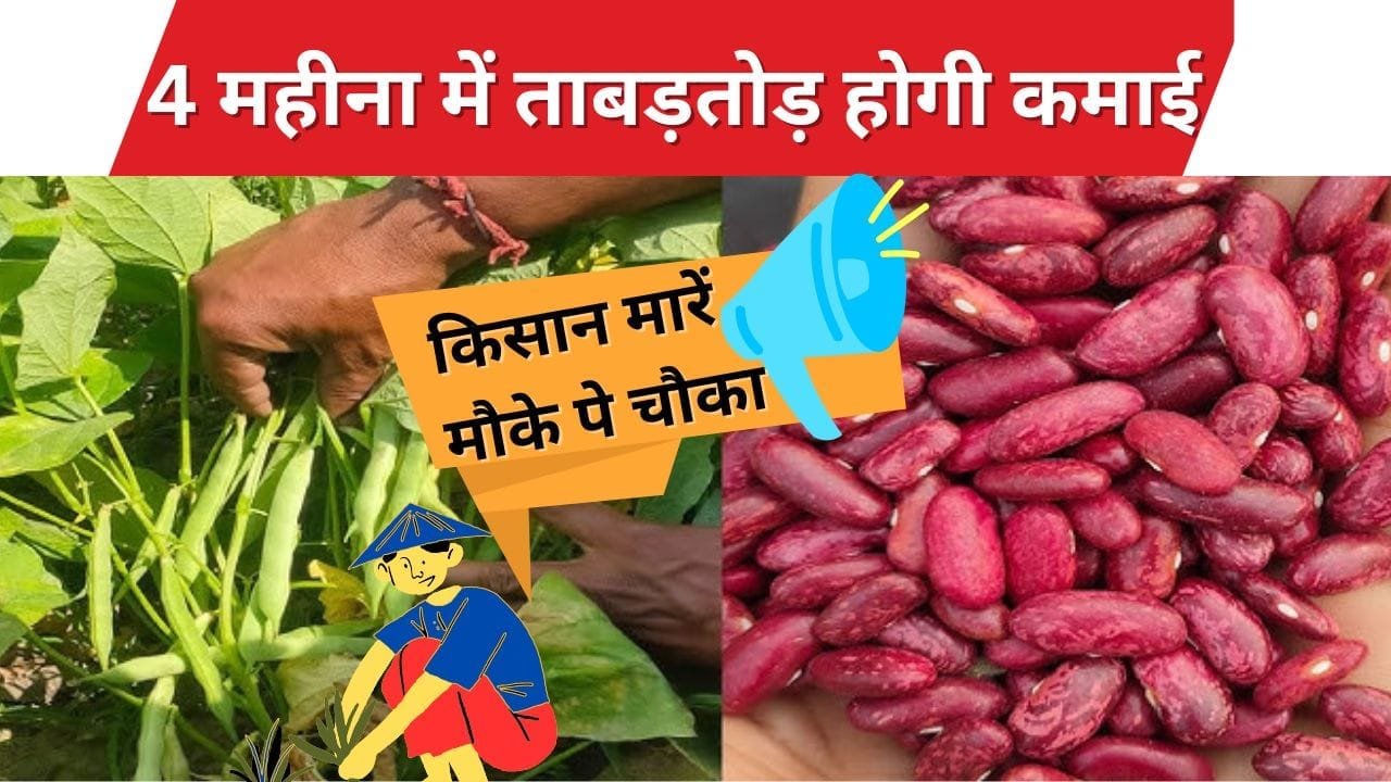 इस समय लगाएं राजमा, 4 महीना में ताबड़तोड़ होगी कमाई