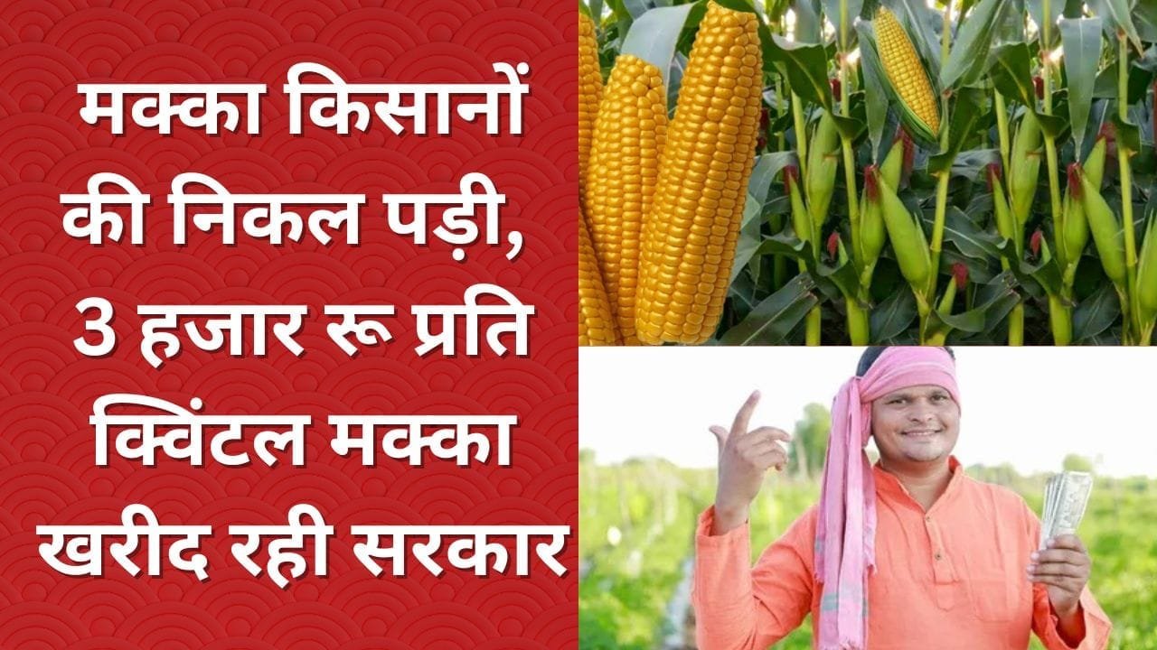 3 हजार रू प्रति क्विंटल मक्का खरीद रही सरकार