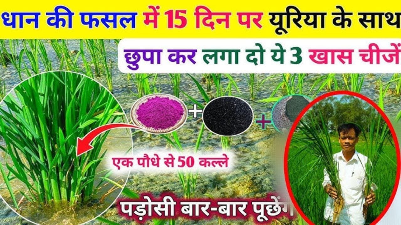 धान की फसल में डालें 3 खास चीजें