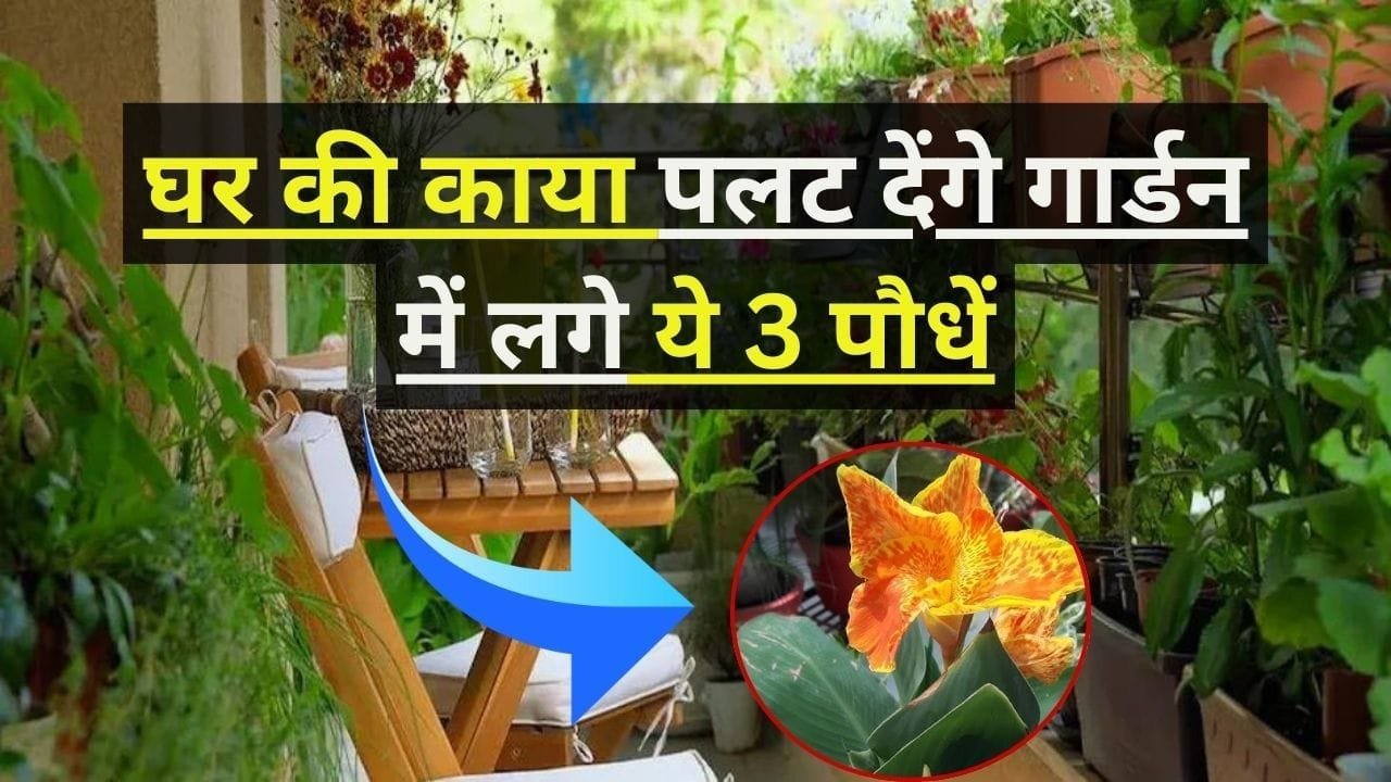 Lucky Plant