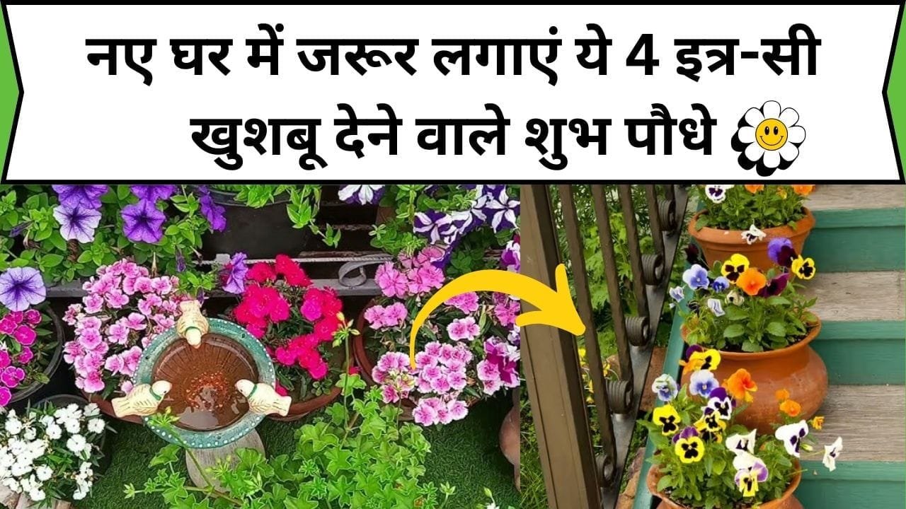 नए घर में जरूर लगाएं ये 4 इत्र-सी खुशबू देने वाले शुभ पौधे, घर में रहेगी पॉजिटिव एनर्जी और सुगंधित खुशबू से महकता रहेगा पूरा घर, जाने पौधों के नाम