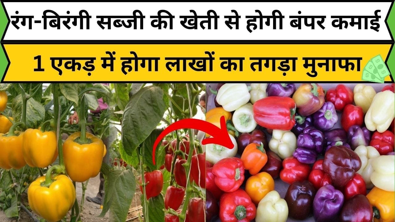 रंग-बिरंगी सब्जी की खेती से होगी बंपर कमाई, 1 एकड़ में होगा लाखों का तगड़ा मुनाफा समेत शानदार पैदावार, जाने खेती करने का तरीका