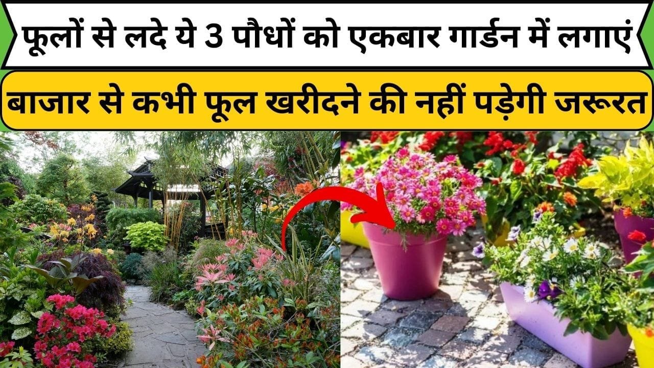 फूलों से लदे ये 3 पौधों को एकबार गार्डन में लगाएं, बाजार से कभी फूल खरीदने की नहीं पड़ेगी जरूरत, घर में ही होगी फूलों की बागवानी, जाने नाम