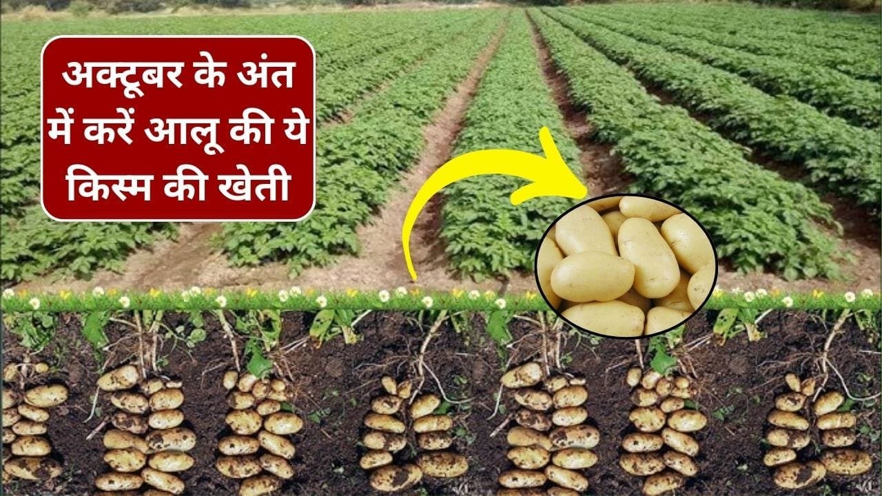 अक्टूबर के अंत में करें आलू की ये किस्म की खेती, 90 दिन में होती है तैयार, कम समय कम लागत में होता है धमाकेदार छप्परफाड़ मुनाफा, जाने किस्म