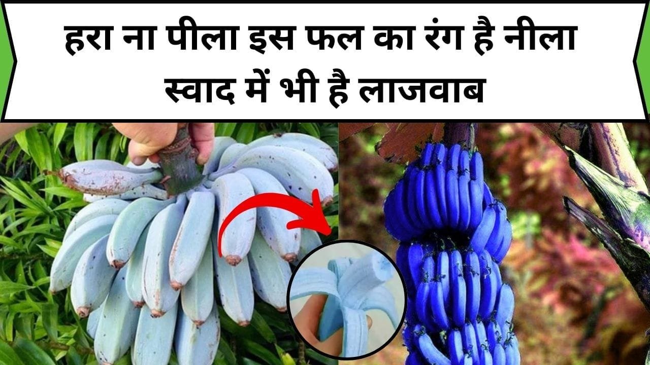 हरा ना पीला इस फल का रंग है नीला, स्वाद में है लाजवाब सेवन करते ही तगड़ी बीमारी का हो जाता है जड़ से नाश, जाने नाम और काम