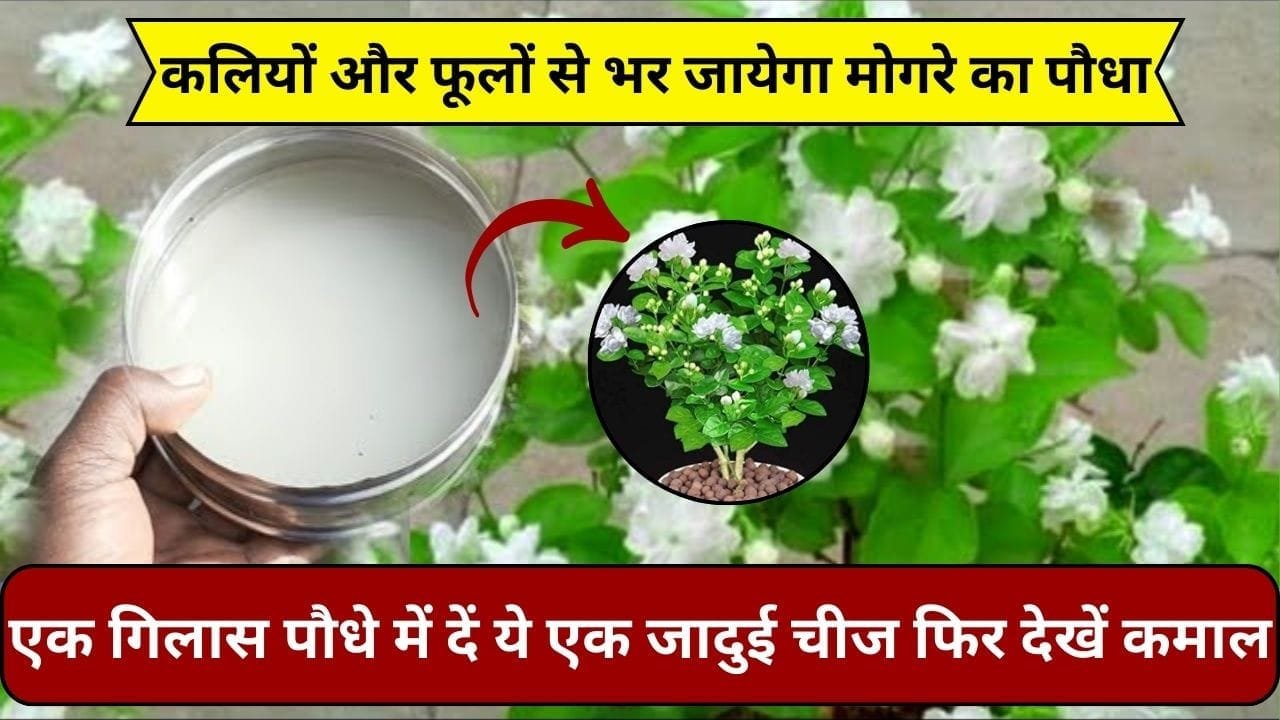 कलियों और फूलों से भर जायेगा मोगरे का पौधा, एक गिलास पौधे में दें ये एक जादुई चीज और फिर देखें जबरदस्त कमाल, जाने नाम और काम
