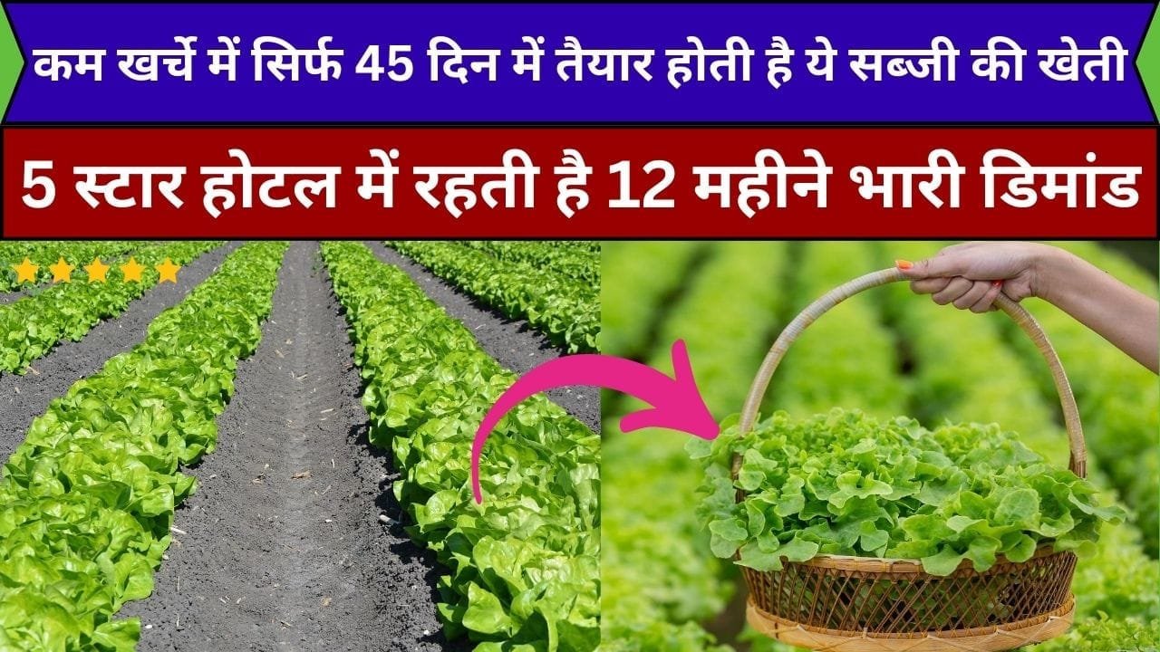 कम खर्चे में सिर्फ 45 दिन में तैयार होती है ये सब्जी की खेती, 5 स्टार होटल में रहती है 12 महीने भारी डिमांड खेती कर हो जायेंगे मालामाल, जाने नाम