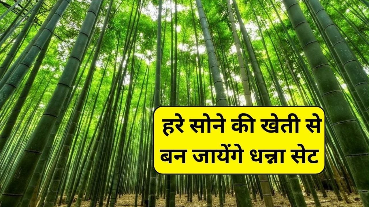 Bamboo Farming: ये पेड़ सिर्फ एक बार लगाएं और जिंदगी भर लाखों कमाएं, हरे सोने की खेती से बन जायेंगे धन्ना सेट, जाने खेती का तरीका