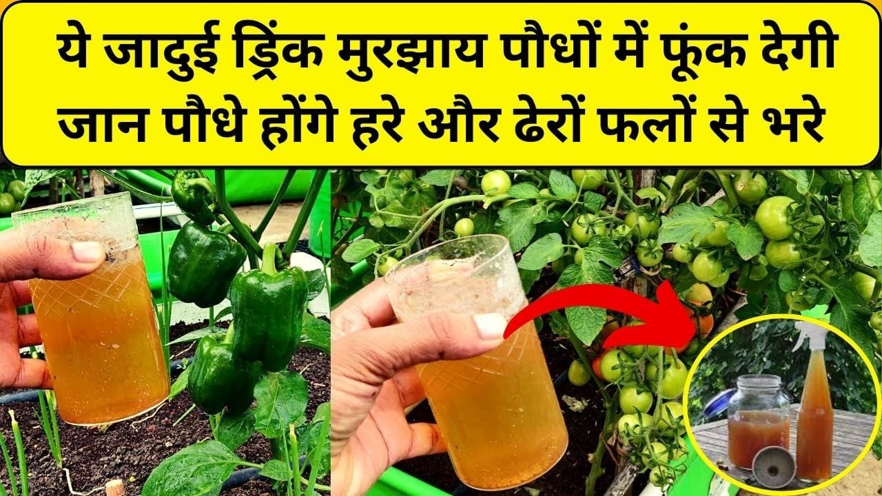 Gardening tips: ये जादुई ड्रिंक मुरझाय पौधों में फूंक देगी जान, बेजान पौधे होंगे हरे और ढेरों फलों से भरे, जाने नाम और काम