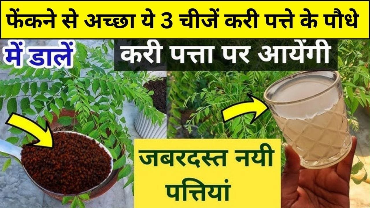 Gardening tips: करी पत्ते के पौधे में डालें रसोई में रखी ये 3 जादुई चीजें, अनगिनत पत्तियों से हरा-भरा और घना होगा पौधा, जाने कौन-सी चीज है