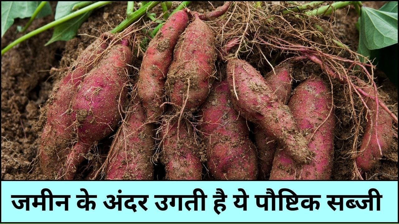 जमीन के अंदर उगती है ये पौष्टिक सब्जी, सर्दियों में करें सेवन रोगमुक्त रहेगा शरीर इम्यूनिटी होगी 2 गुना मजबूत, जाने नाम और काम