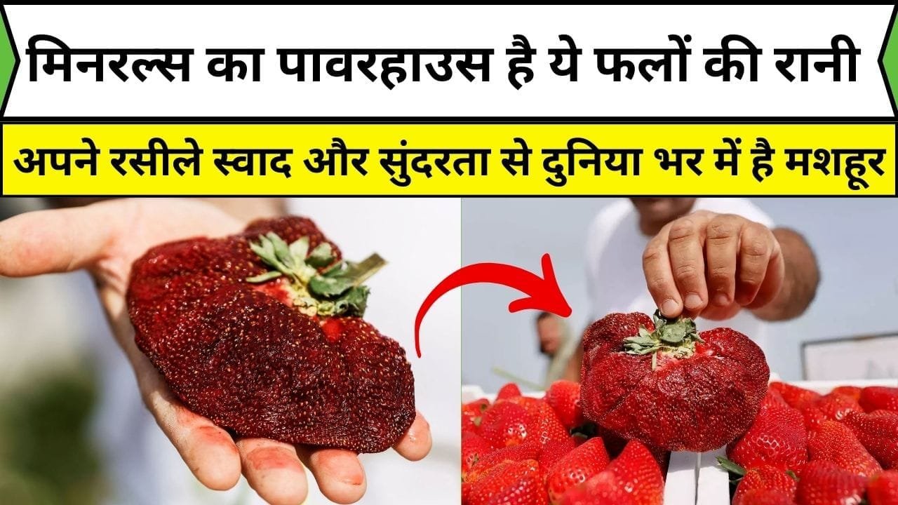 मिनरल्स का पावरहाउस है ये फलों की रानी, अपने रसीले स्वाद और सुंदरता से दुनिया भर में है मशहूर आंखों की रोशनी को करती है 2 गुना, जाने फायदे