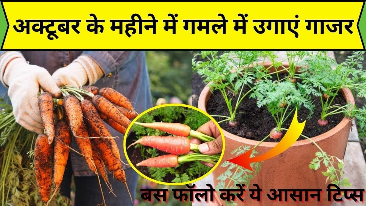 Gardening tips: अक्टूबर के महीने में गमले में उगाएं गाजर, केमिकल फ्री गाजर से सेहत भी रहेगी तंदुरस्त, बस फॉलो करें ये आसान टिप्स