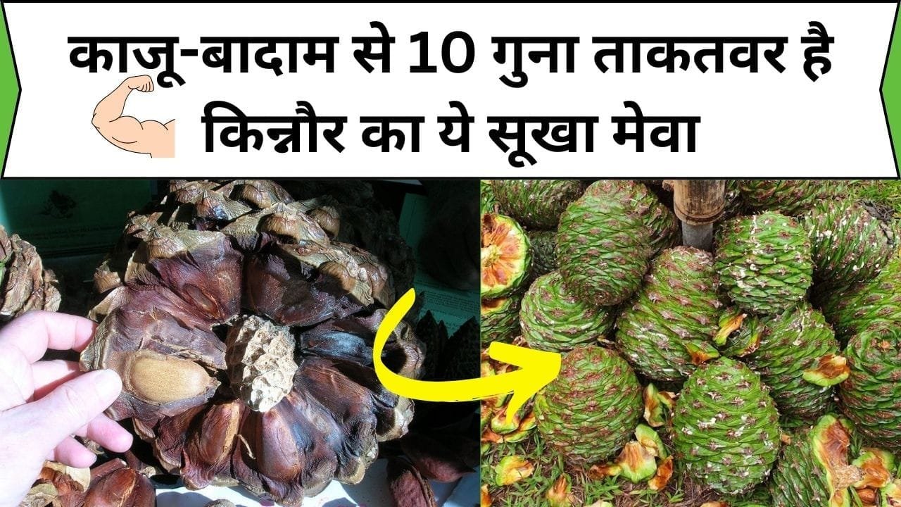 काजू-बादाम से 10 गुना ताकतवर है किन्नौर का ये सूखा मेवा, अंग-अंग में फूंक देता है जान शरीर को बनाता है बलवान, जाने नाम और काम