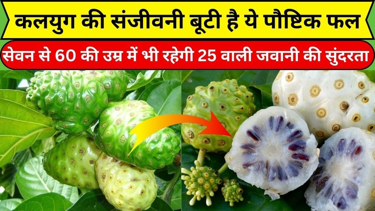 कलयुग की संजीवनी बूटी है ये पौष्टिक फल, सेवन करने से 60 की उम्र में भी रहेगी 25 वाली जवानी की सुंदरता, जाने नाम और फायदे