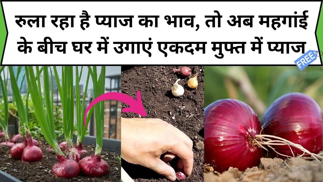 रुला रहा है प्याज का भाव, तो अब महगांई के बीच घर में उगाएं एकदम मुफ्त में प्याज, बाजार से खरीदने की नहीं होगी झंझट साथ में मिलगा फ्री में साग