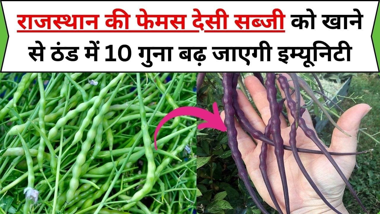 राजस्थान की फेमस देसी सब्जी को खाने से ठंड में 10 गुना बढ़ जाएगी इम्यूनिटी, बीमारियां होगी छूमंतर, जाने नाम और काम