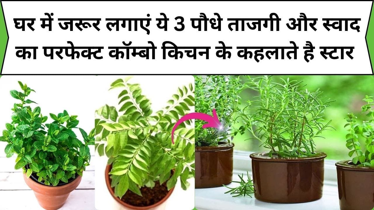 घर में जरूर लगाएं ये 3 पौधे, ताजगी और स्वाद का परफेक्ट कॉम्बो किचन के कहलाते है स्टार, खाने में डाल देते है जान, जाने कौन से पौधे है