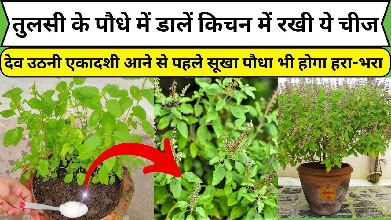 तुलसी के पौधे में डालें किचन में रखी ये चमत्कारी चीज, देव उठनी एकादशी आने से पहले सूखा पौधा भी होगा हरा-भरा बरगद जैसे घना, जाने कौन-सी चीज है