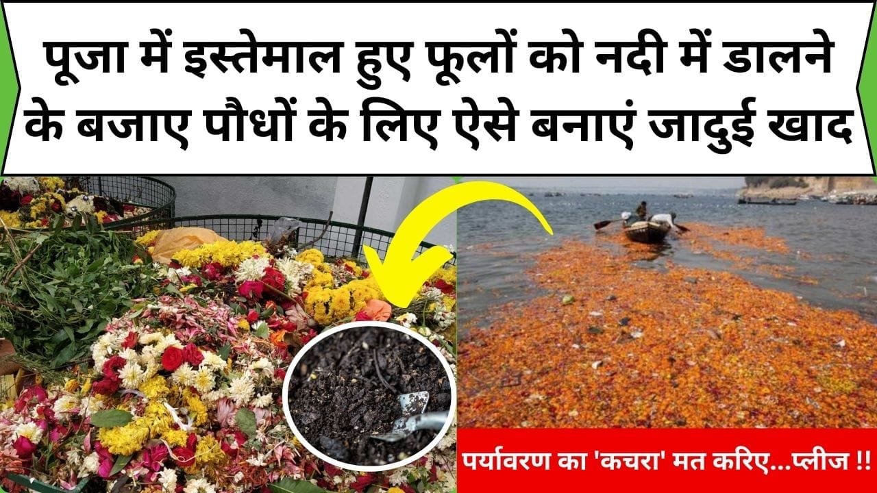 पूजा में इस्तेमाल हुए फूलों को नदी में डालने के बजाए पौधों के लिए ऐसे बनाएं जादुई खाद, नदी होगी स्वच्छ और पौधे होंगे हरे-भरे