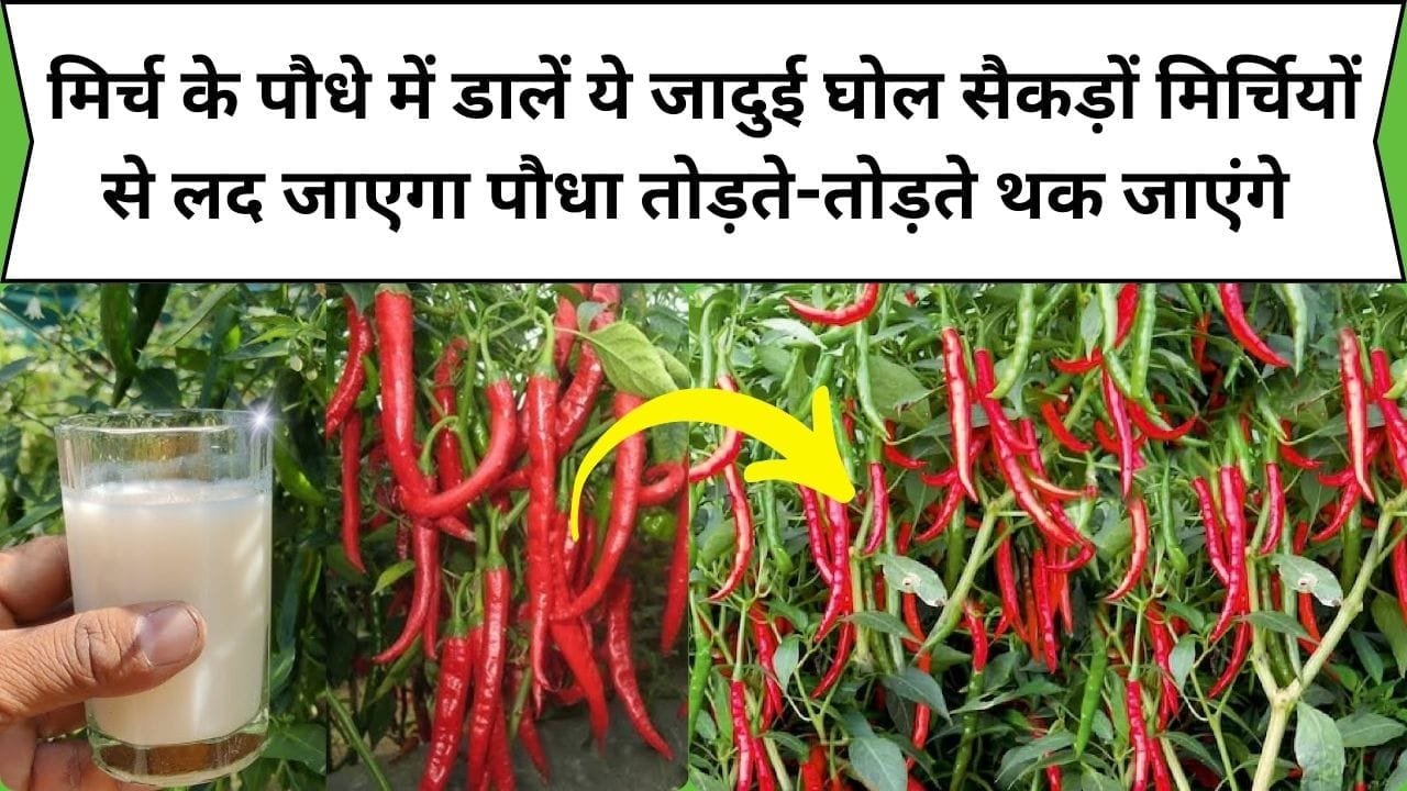 Gardening tips: मिर्च के पौधे में डालें ये जादुई घोल, सैकड़ों मिर्चियों से लद जाएगा पौधा तोड़ते-तोड़ते बाटते-बाटते थक जाएंगे, जाने कौन-सा घोल है