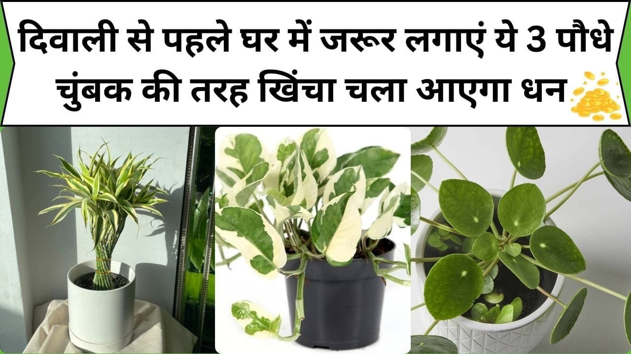 दिवाली से पहले घर में जरूर लगाएं ये 3 पौधे, माँ लक्ष्मी होगी प्रसन्न, चुंबक की तरह खिंचा चला आएगा धन और खुशियां, जाने कौन से पौधे है