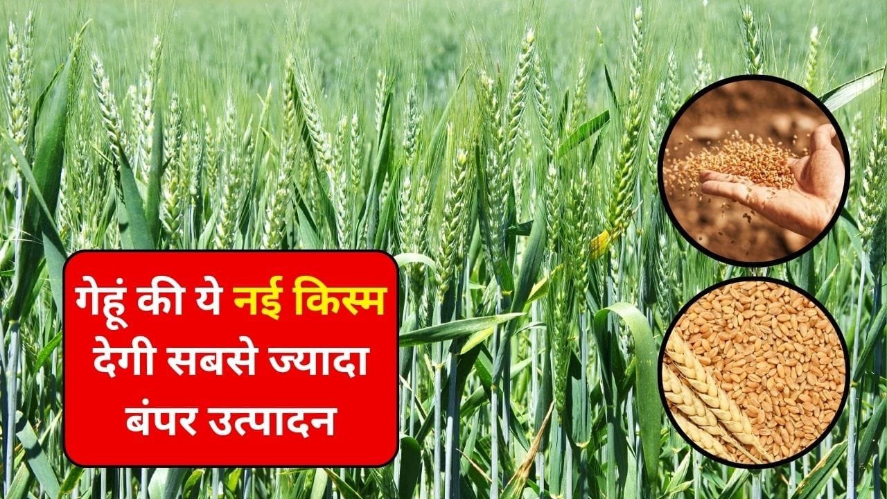गेहूं की ये नई किस्म देगी सबसे ज्यादा बंपर उत्पादन, 1 एकड़ में खेती से मुनाफा देखकर उड़ जाएंगे होश, जाने कौन-सी उन्नत किस्म है