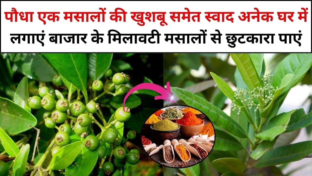 पौधा एक मसालों की खुशबू समेत स्वाद अनेक, घर में लगाएं बाजार के मिलावटी मसालों से छुटकारा पाएं, खाने को स्वादिष्ठ बनाना हुआ आसान, जाने कौन-सा पौधा है